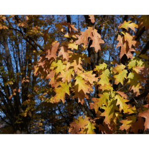 Roble rojo americano (Quercus rubra)