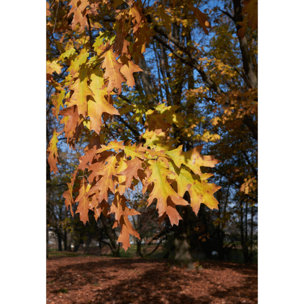 Roble rojo americano (Quercus rubra) - Imagen 3
