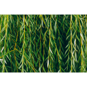 Salguero o sauce blanco (Salix alba)