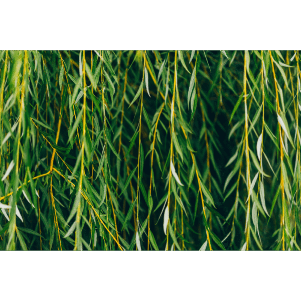 Salguero o sauce blanco (Salix alba)
