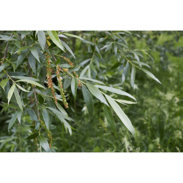 Salguero o sauce blanco (Salix alba) - Imagen 2