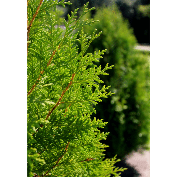 Tuya oriental (Thuja orientalis) - Imagen 3