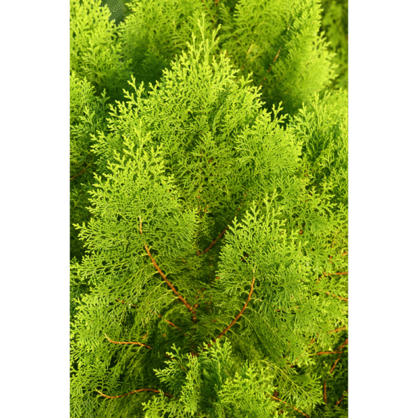 Tuya oriental (Thuja orientalis) - Imagen 2