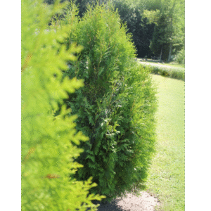 Tuya oriental (Thuja orientalis)