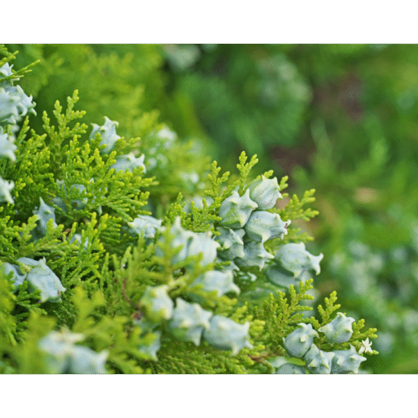 Tuya oriental (Thuja orientalis) - Imagen 4