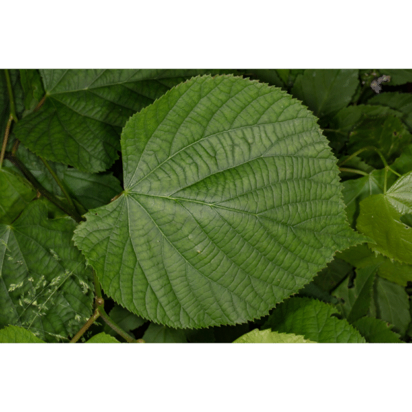 Tilo norteño (Tilia Cordata) - Imagen 3