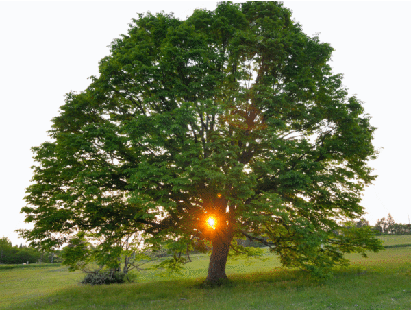 Tilo norteño (Tilia Cordata) - Imagen 4