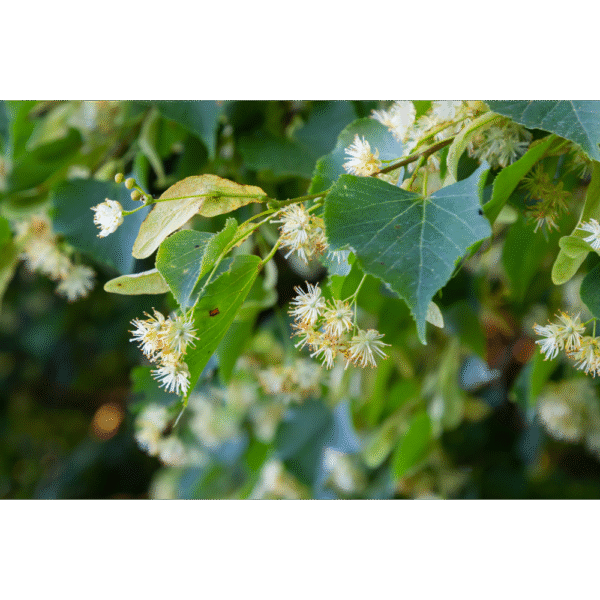 Tilo norteño (Tilia Cordata) - Imagen 2