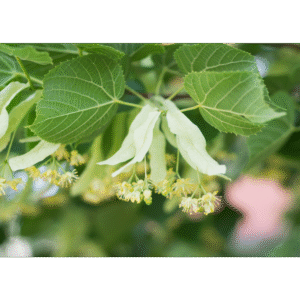 Tilo norteño (Tilia Cordata)