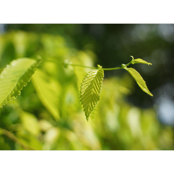 Olmo de Siberia (Ulmus pumila)