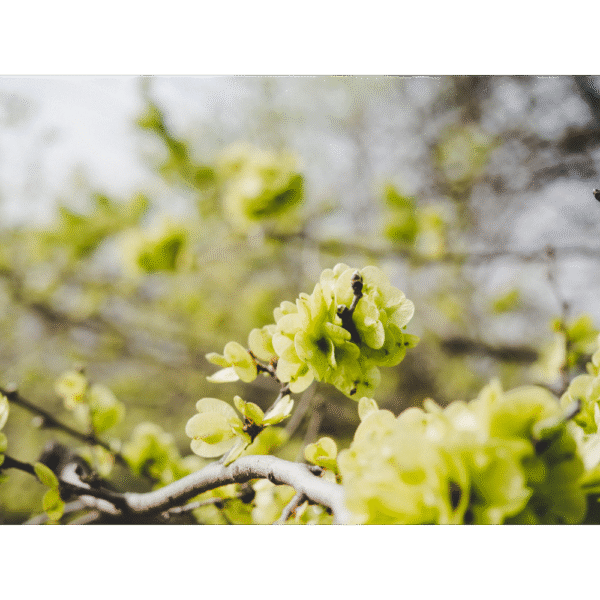Olmo de Siberia (Ulmus pumila) - Imagen 2
