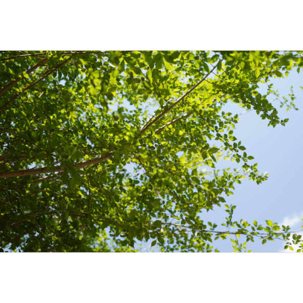 Olmo de Siberia (Ulmus pumila) - Imagen 3