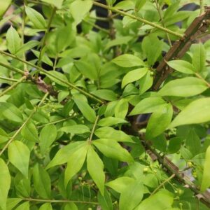 Bonetero alado (Euonymus alatus compactus)