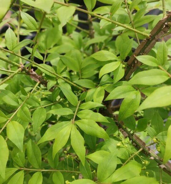 Bonetero alado (Euonymus alatus) - Imagen 6