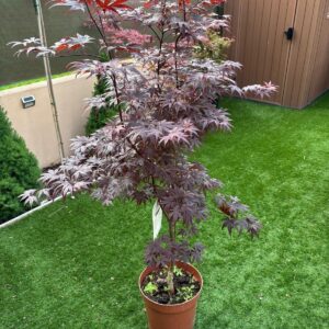 Arce Skeeters Broom (Acer Skeeters Broom)