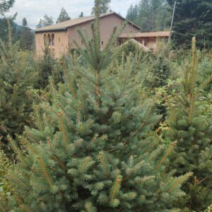Abeto natural Pícea azul (Picea pungens glauca)