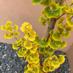 Gingko columnar (Gingko Biloba fastigiata)