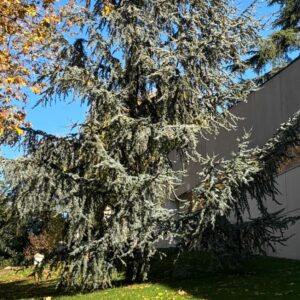 Cedro azul del Atlas (Cedrus atlantica glauca)