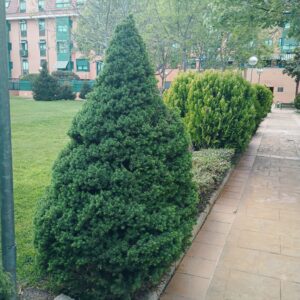 Abeto blanco (Picea glauca conica)