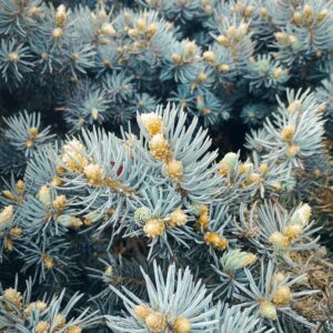 Abeto azul (Picea hoopsii)