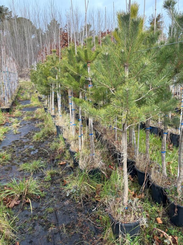 Pino piñonero (Pinus pinea) - comprar
