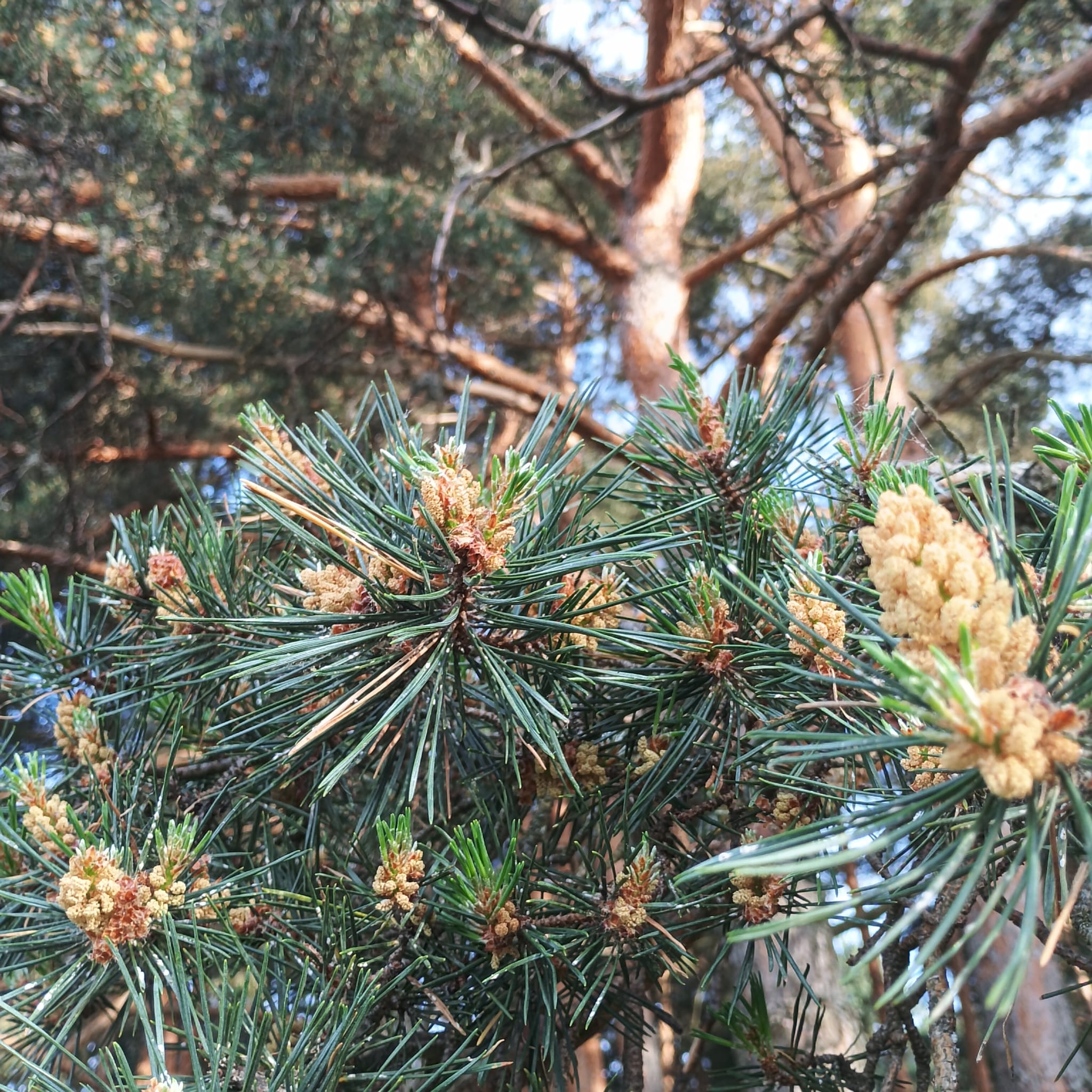 Pino de Valsaín (Pinus sylvestris) - Imagen 2