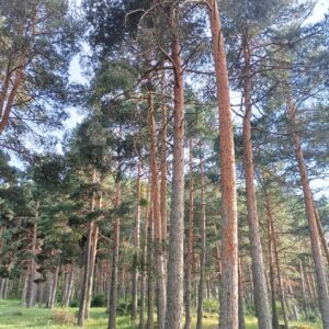 Pino de Valsaín (Pinus sylvestris)
