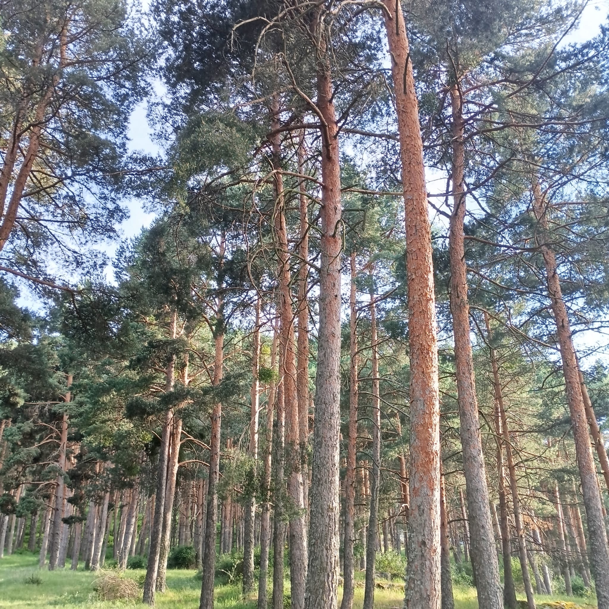 Pino de Valsaín (Pinus sylvestris)