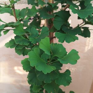 Ginkgo columnar (Ginkgo Biloba fastigiata)
