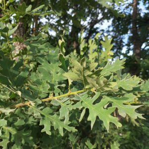 Roble melojo (Quercus Pyrenaica)