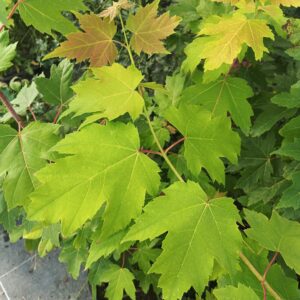 Arce de Freeman (Acer ×freemanii Armstrong/Jeffersred/Celebration)