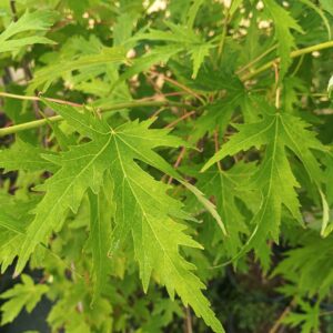 Arce sacarino /del azúcar (Acer saccharinum LACINIATUM WIERI/PIRAMIDALE)