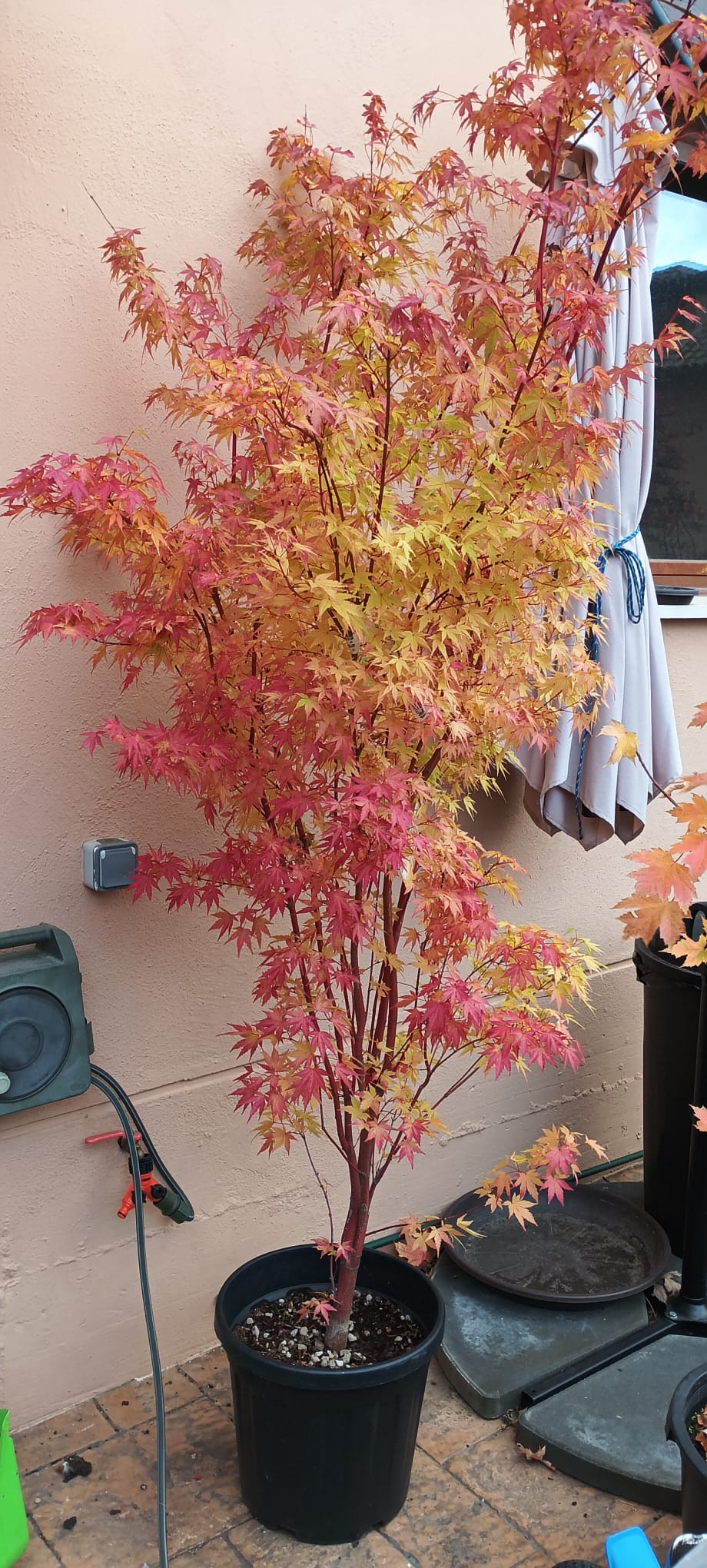 Arce Sango-kaku (Acer Sango-kaku) - Imagen 4