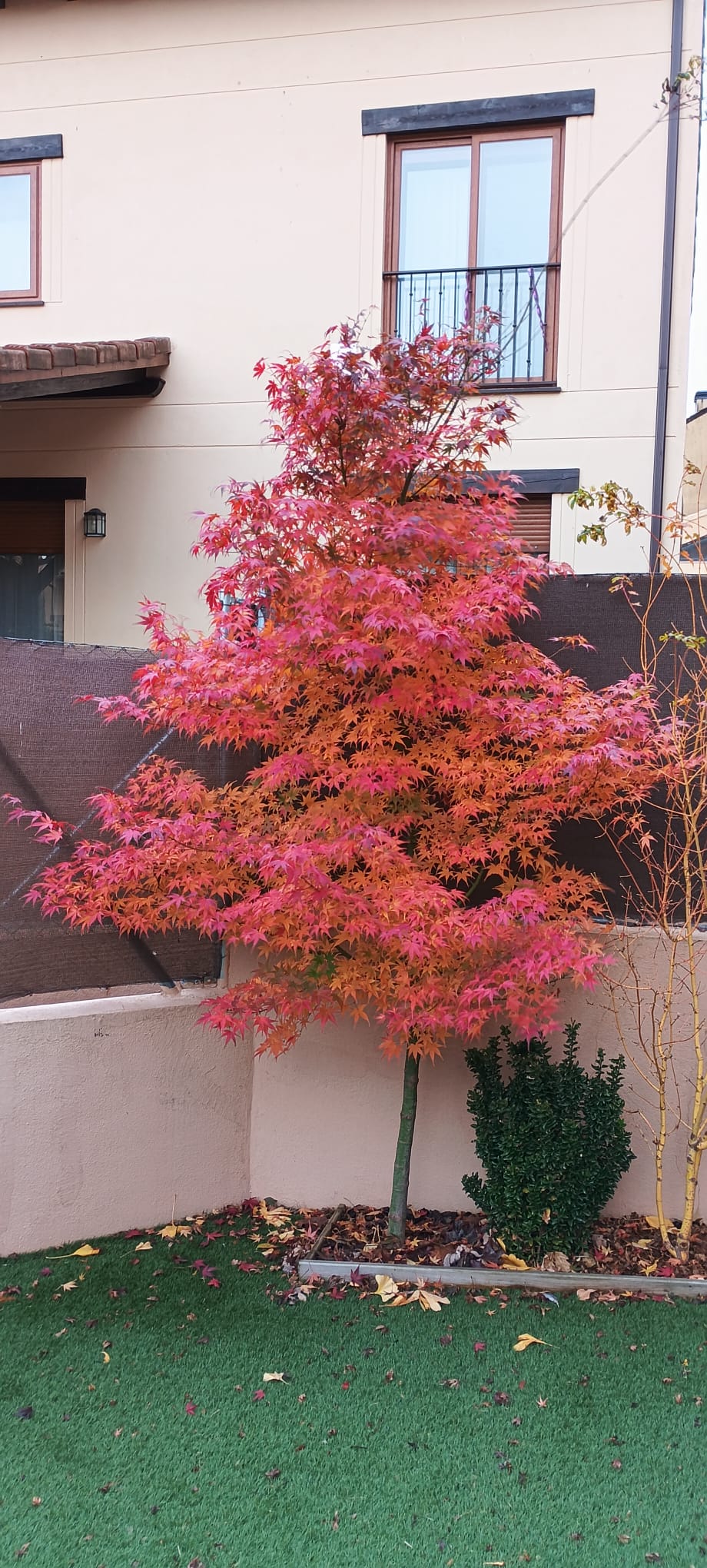 Arce palmeado (Acer palmatum "Yamamomiji") - Imagen 3