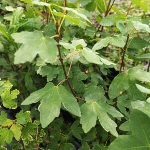 Arce de Montpellier (Acer monspessulanum)