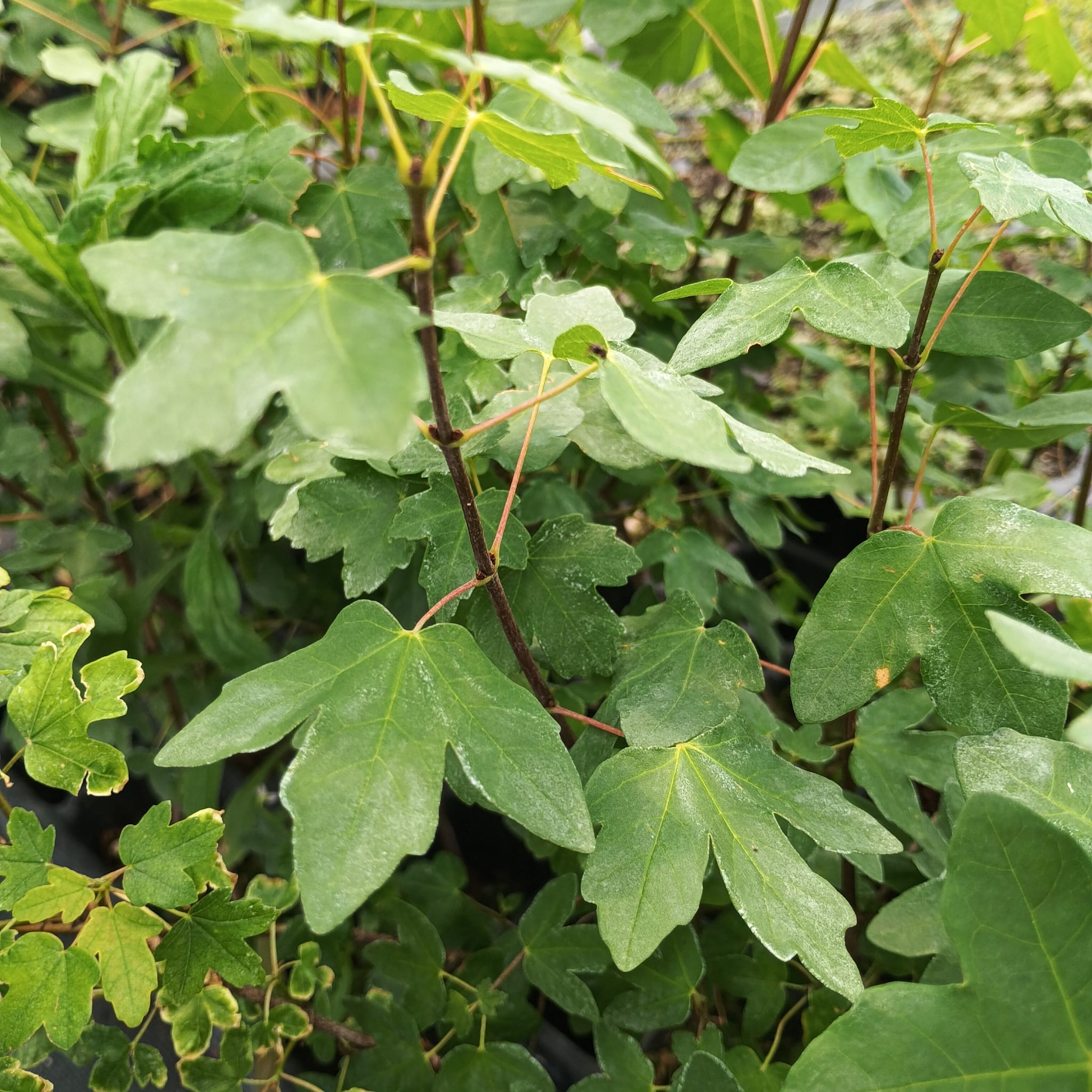 Arce de Montpellier (Acer monspessulanum)