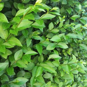 Aligustre/Aligustrón (Ligustrum japonicum)