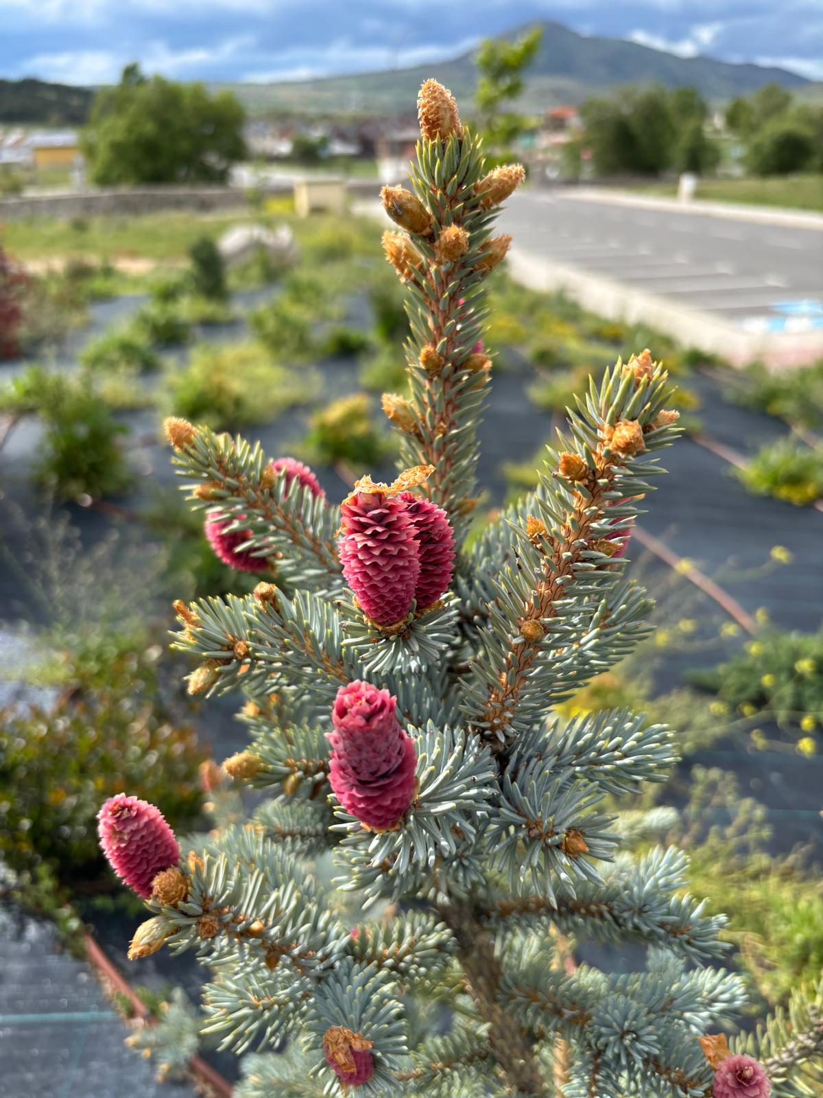 Abeto natural Pícea azul (Picea pungens glauca) - Imagen 2