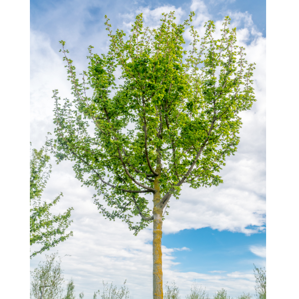 Arce campestre (acer campestre) - Imagen 2