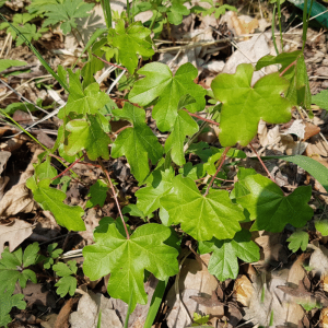 Arce campestre (acer campestre)