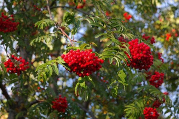 rowan, ash, berry, red, rowanberry, sorbus aucuparia, pyrus aucuparia, deciduous tree, whitebeam, sorbus, fruit, healing effect, tree, nature, choke berry, rubber, krametsbeerbaum, edible bird berry, moravian rowan, sorbus aucuparia edulis, sorbus aucuparia moravica, sorbus aucuparia dulcis