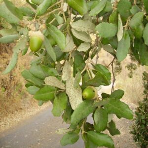acorn, cork oak, tree, oak, plant, mediterranean, cork oak, cork oak, cork oak, cork oak, cork oak