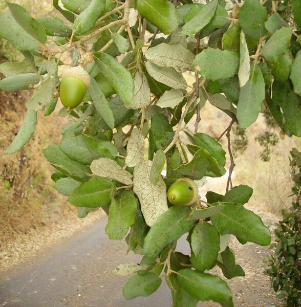 acorn, cork oak, tree, oak, plant, mediterranean, cork oak, cork oak, cork oak, cork oak, cork oak