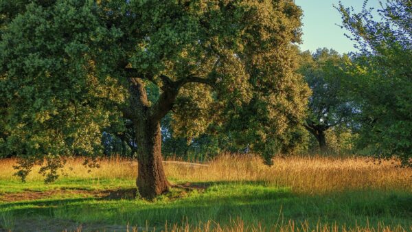 tree, encina, nature, trees, sheets, acorns, forest, cortex, landscape, autumn, trunk, forestry, wood, floors, branches, herb, wild, tree, encina, encina, encina, encina, encina, trees, acorns, acorns, trunk, forestry