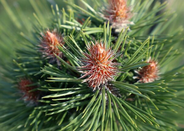 pine, pinus, conifer, in the spring, green, pinus, pinus, pinus, pinus, pinus