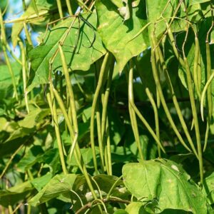 string beans, bean, plant, nature, fruits, leaves, tree, catalpa, string, seed pods, sunny, summer, naturally, close, string-bean-tree, flora, botanical