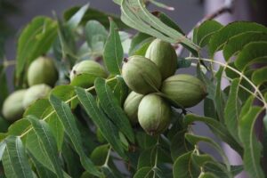 walnut, nogales, nogalera, pecan pie, tree, fruit, acorn, ball, green, nature, organic, immature, vegetarian, nut, nuts, green leaves
