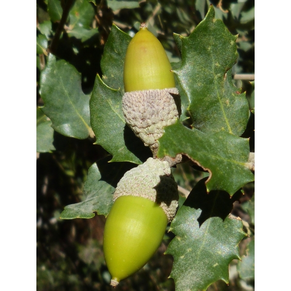 acorns, encina, nature, fruit, tree, green, character, forest
