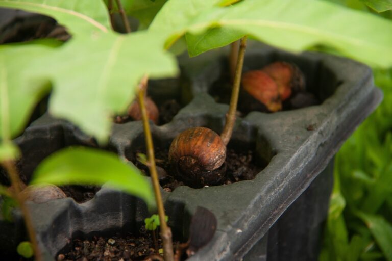 ecology, vegetation, earth, plant, reforestation, acorn, acorns, nature, green, natural, eco, tree, trees, bio, planet, global, responsibility, to protect, park, peaceful, yard, reforestation, reforestation, reforestation, reforestation, reforestation
