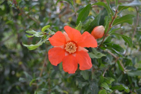 red flower, flower background, pomegranate flower, beautiful flowers, granado, punica granatus, nature, flower wallpaper, flowers